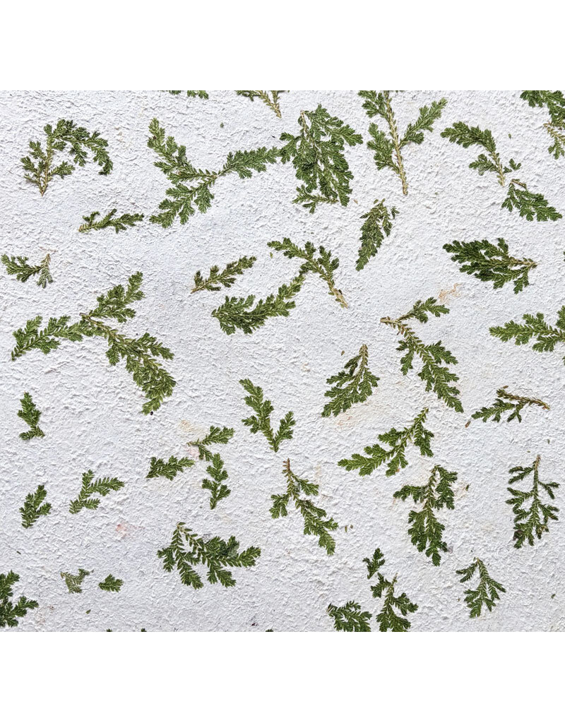 MX155 - Amate paper with pine twigs