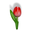 Tulip Magnets - 7 colors in stock with text: Amsterdam