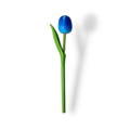 Tulp op steel 20cm - bestel hier alle kleuren