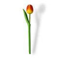 Tulip on stem 18cm - 7 colors in stock
