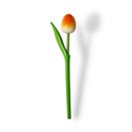 Tulp op steel 20cm - bestel hier alle kleuren