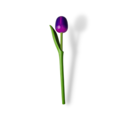 Tulp op steel 20cm - bestel hier alle kleuren