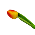 Tulip on stem 33cm - 8 colors in stock