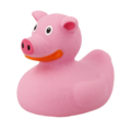 Dutch Ducky Pig Duck