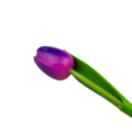 Tulip on stem 24cm - 8 colors in stock