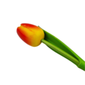 Tulp op steel 24cm - bestel hier per kleur (8 kleuren)