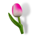 Tulip Magnets - 7 colors in stock with text: Amsterdam