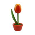 Tulip in pot - Holland - 10cm