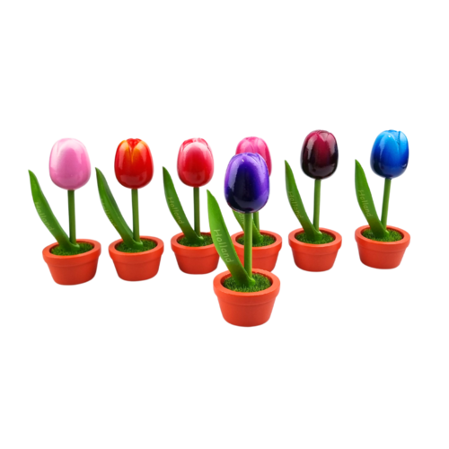 Tulip in pot - Holland - 10cm