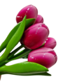 Tulip on stem 33cm - 7 colors in stock - TEMPORARY DISCOUNT