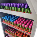 Display for Tulips in Pot - choose your package