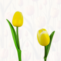 Tulp op steel 33cm - Kies uit 8 kleuren