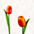 Tulip on stem 33cm - 8 colors in stock
