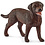 Schleich 13834 - Labrador Retriever, teef