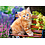 Castorland Ginger kitten 500 stukjes