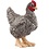 Schleich 13997 - Plymouth Rock kip