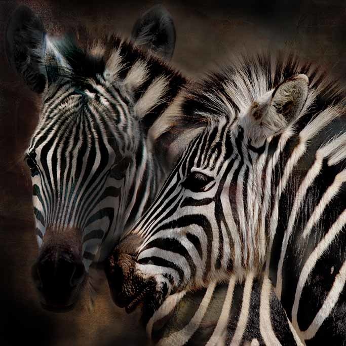 Zebra art