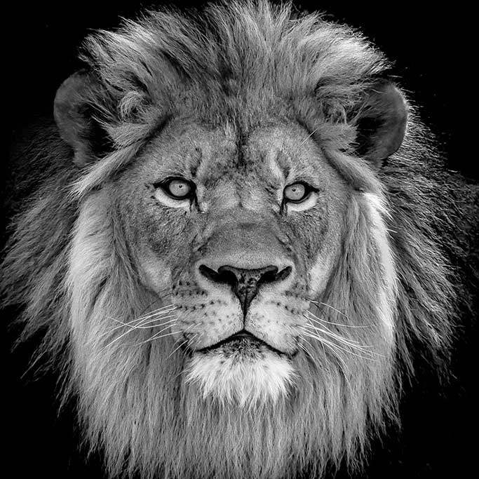 Lion black and white 