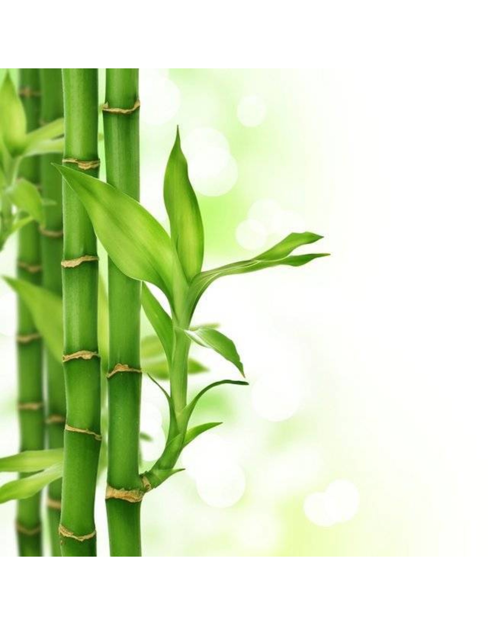 DeOliebaron Bamboe Massage Olie 500 ml