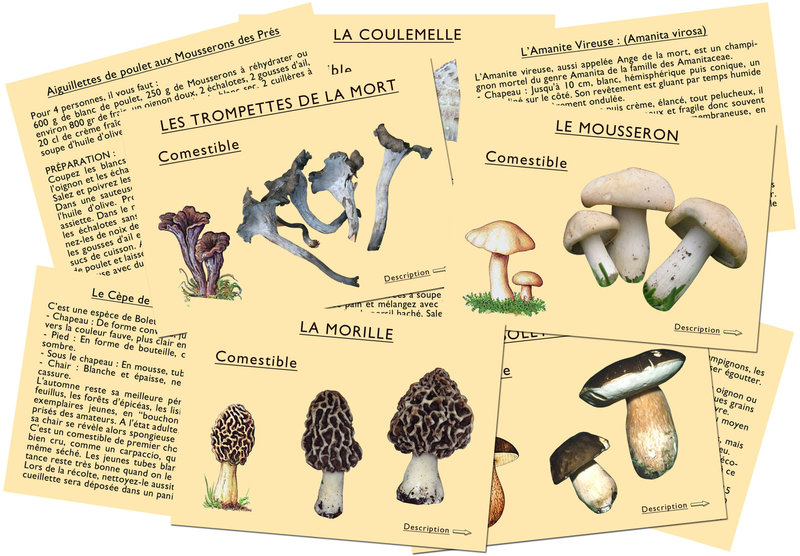 MARC VIDAL J'apprends à reconnaître les Champignons