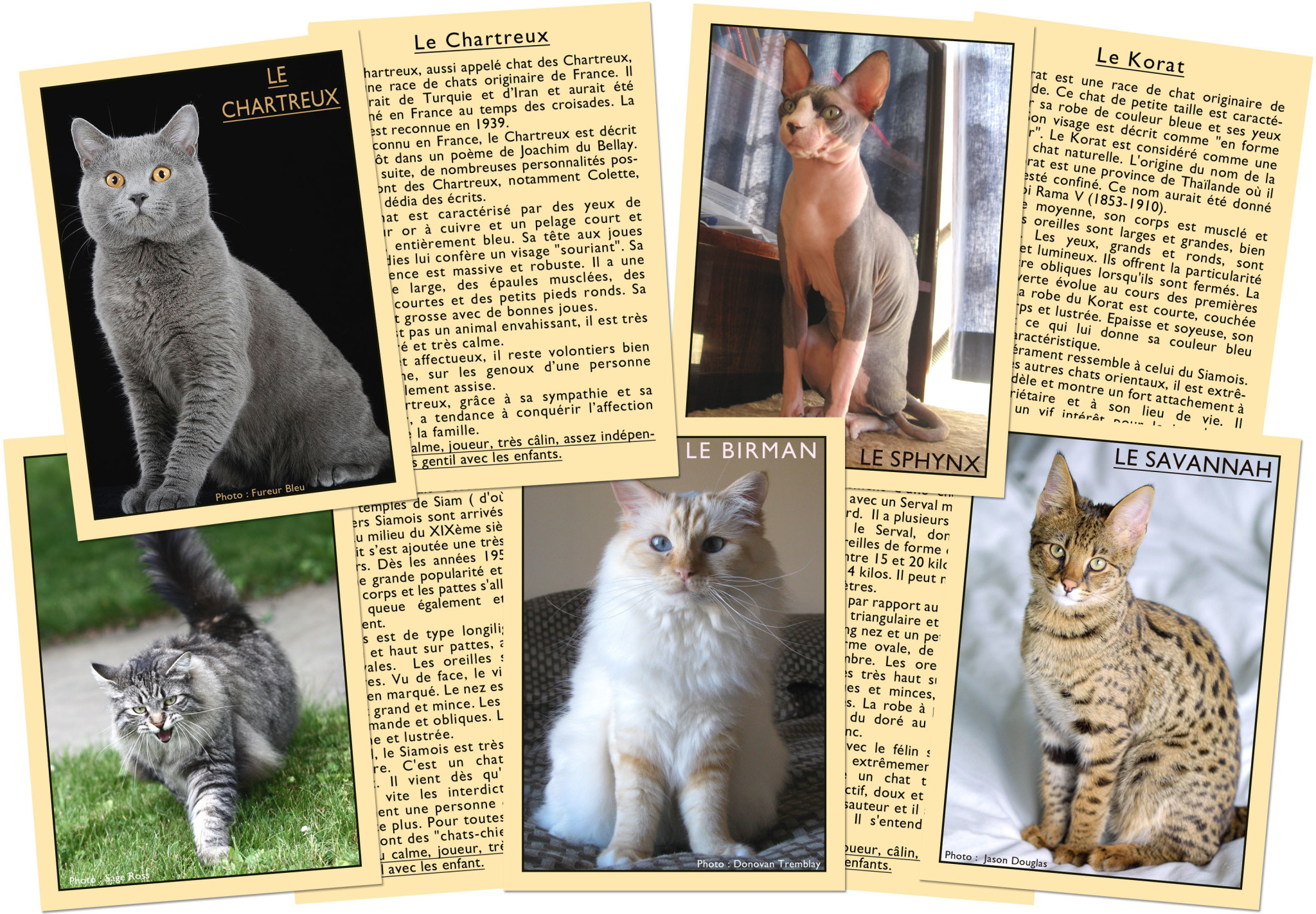 MARC VIDAL J'apprends à reconnaître les Chats