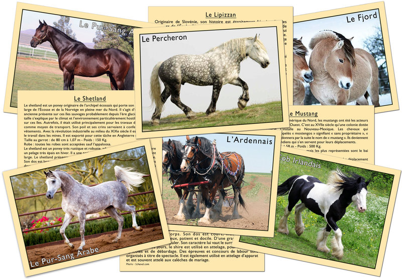 MARC VIDAL MARC VIDAL J'apprends à reconnaître les Chevaux