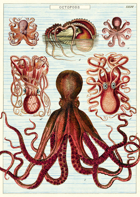 CAVALLINI & Co. Poster 50x70cm Vintage Octopus