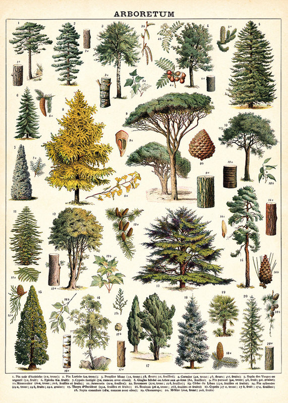 CAVALLINI & Co. Affiche Arboretum 50x70cm