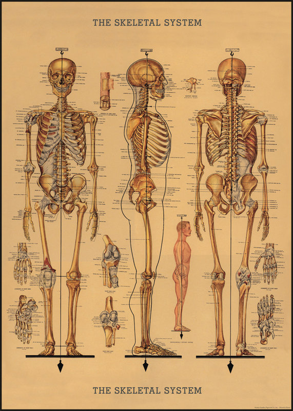 CAVALLINI & Co. Poster 50x70cm Vintage Skeleton