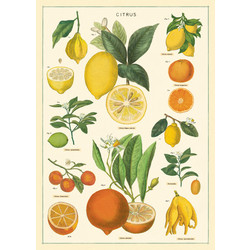 CAVALLINI PAPERS Affiche  50 X 70 Cm Citrons