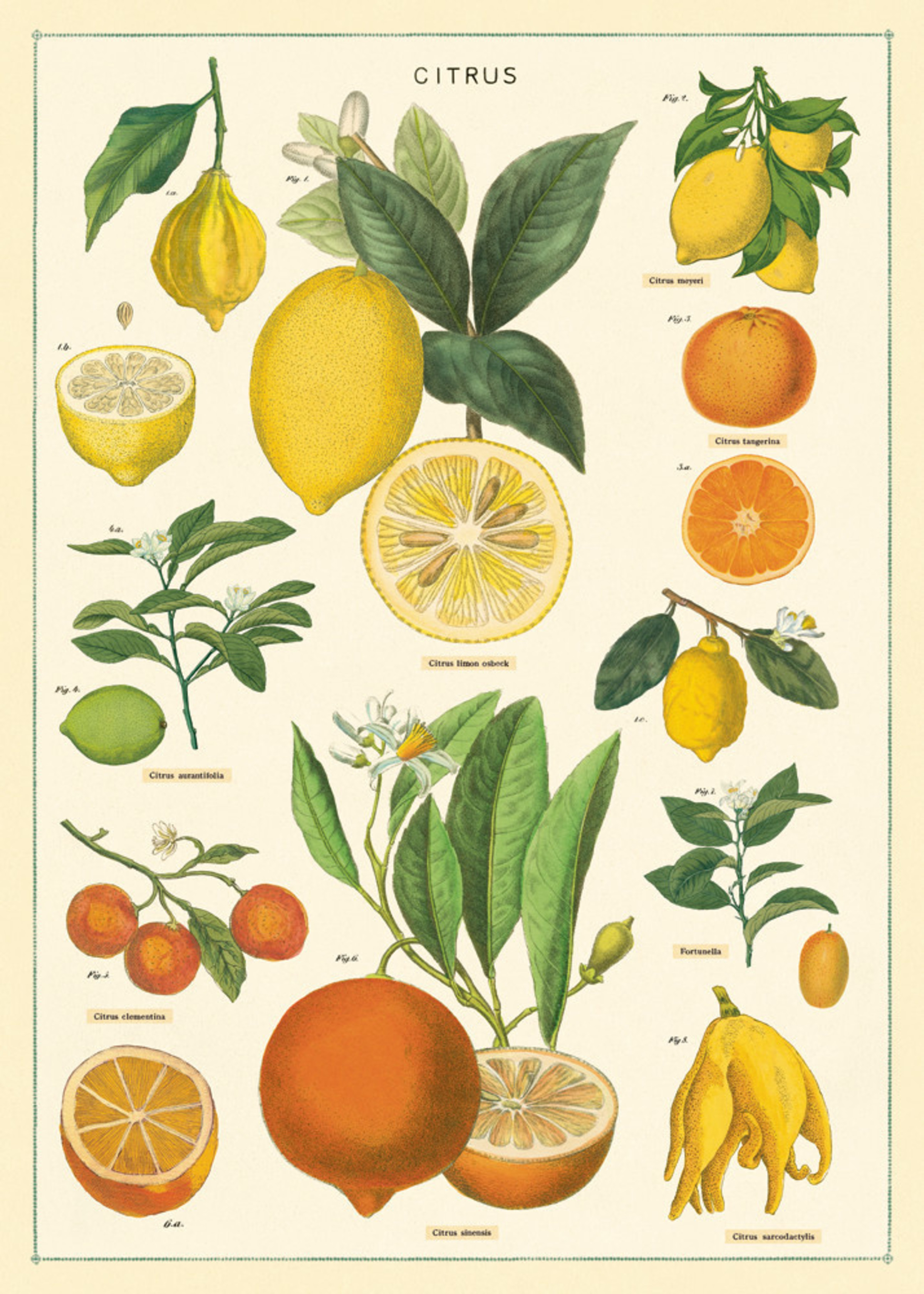 POSTER - PAPIER CADEAU CITRONS - Papeterie Michel