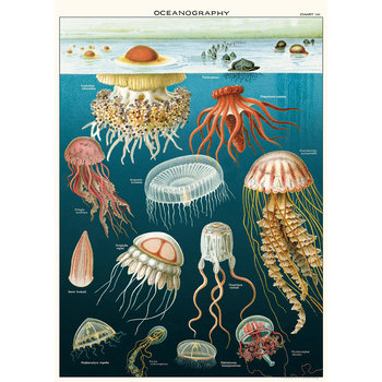 CAVALLINI PAPERS Affiche 50 X 70 Cm - Meduses.