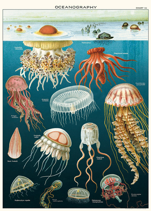 CAVALLINI & Co. Affiche Meduses 50x70cm