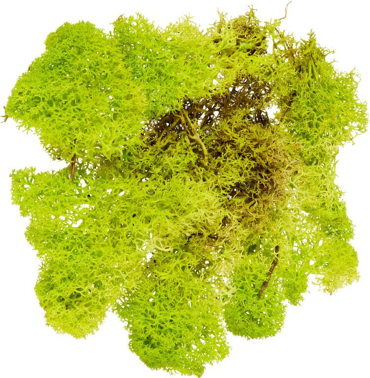 GLOREX Mousse Vert Clair 50G