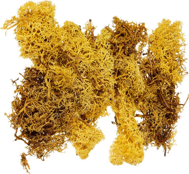 GLOREX Mousse Jaune 50G