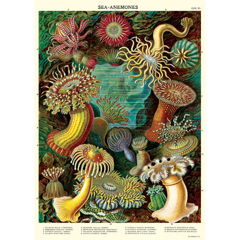 CAVALLINI PAPERS Affiche  50 X 70 Cm Anémones De Mer