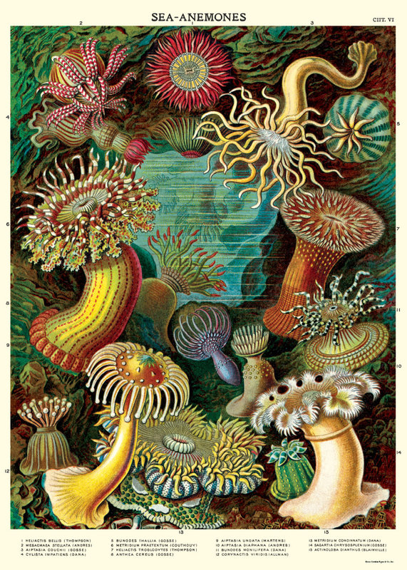 CAVALLINI & Co. Poster -  Sea Anemones 50x70cm