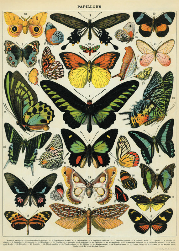 CAVALLINI & Co. Poster - Affiche Cavallini Papillons 50x70cm