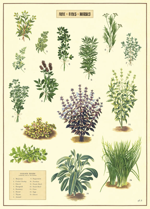 CAVALLINI & Co. Poster - Affiche Cavallini Herbes Aromatiques 50x70cm