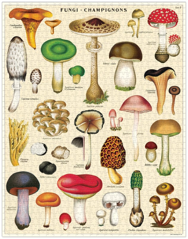 CAVALLINI & Co. Puzzle 1000 pieces 55x70cm Mushrooms