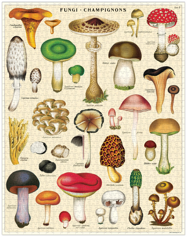 CAVALLINI & Co. Puzzle 1000 Pièces Champignons 55 X 70 Cm