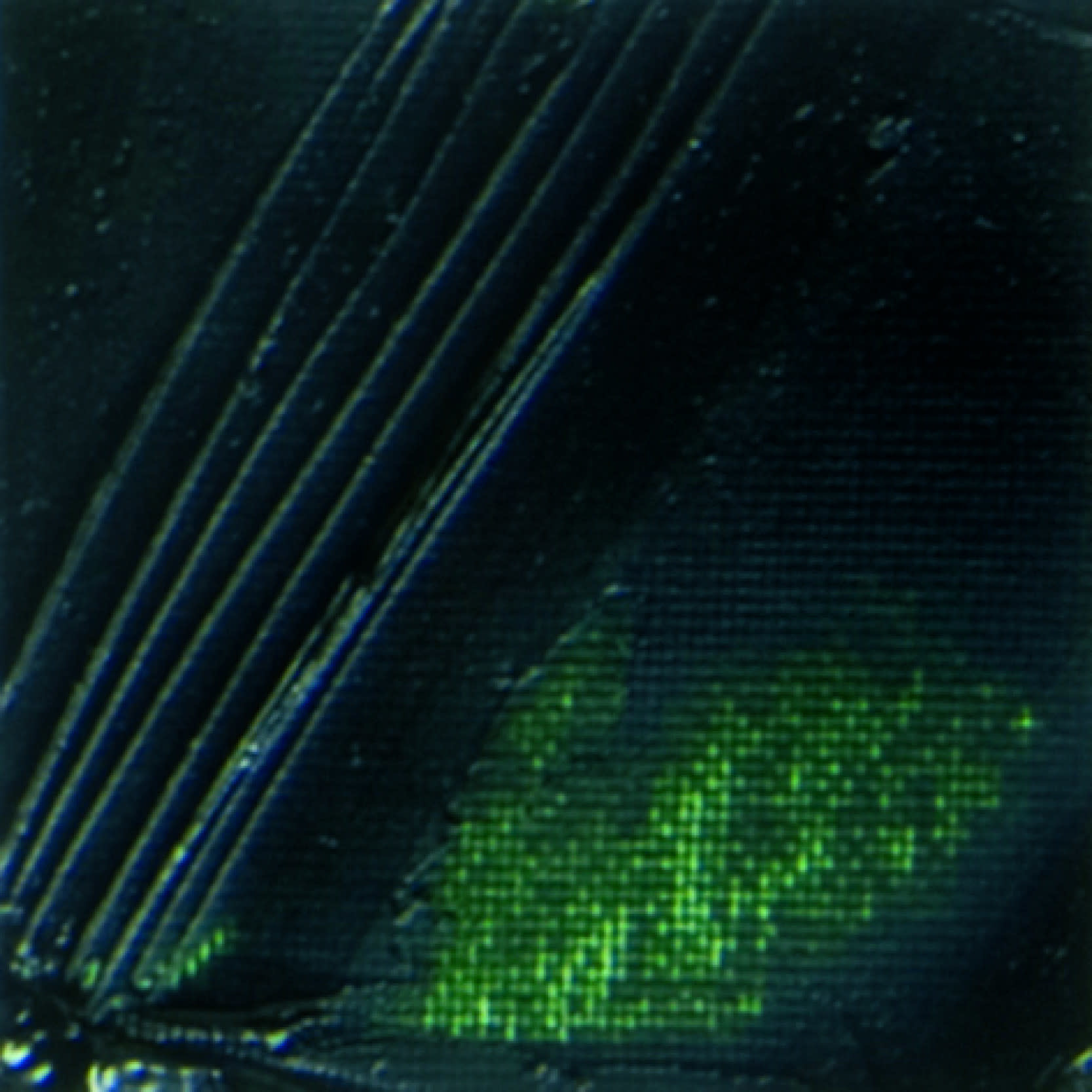 PEBEO Huile Fine Xl 200 Ml Vert De Vessie