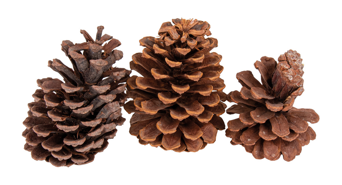 RAYHER Pommes de pin, nature, env. 7x12cm, kit 3pces