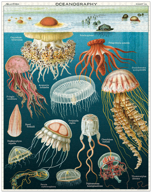 CAVALLINI & Co. Puzzle 1000 Pièces Meduses 55 X 70 Cm