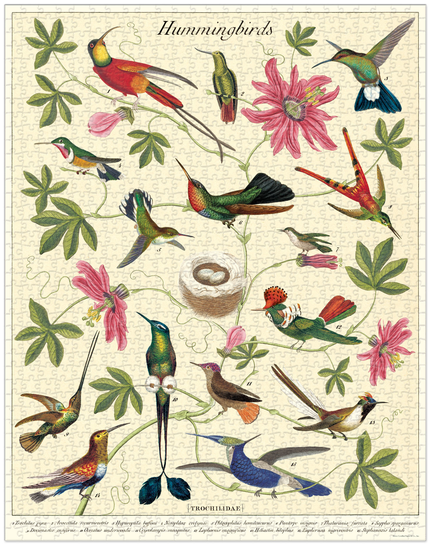 CAVALLINI & Co. Puzzle 1000 Pièces Colibris 55x70cm