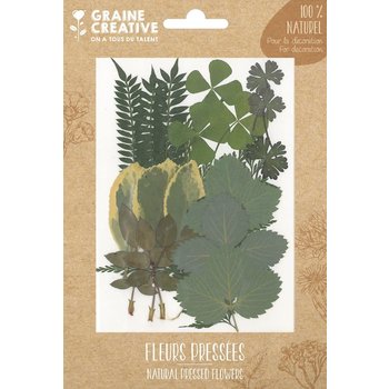 GRAINE CREATIVE Fleurs Secheees Forest 2 - 21 Pcs