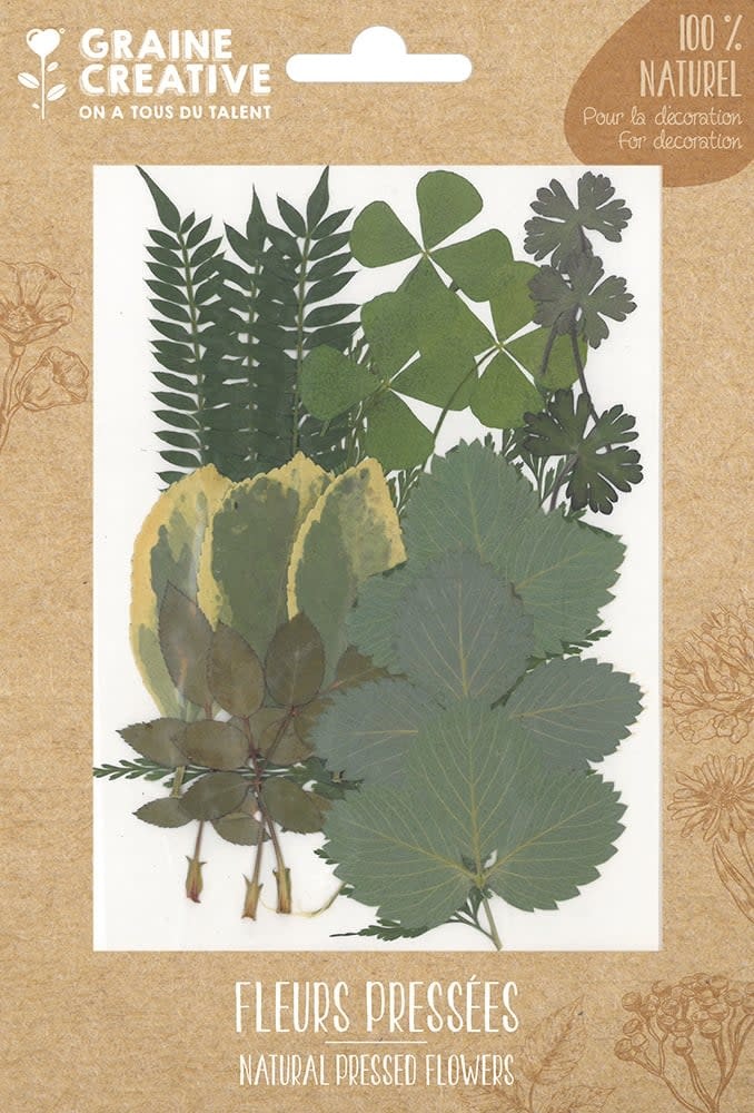 GRAINE CREATIVE Fleurs Pressées Forest 2 - 21 Pcs