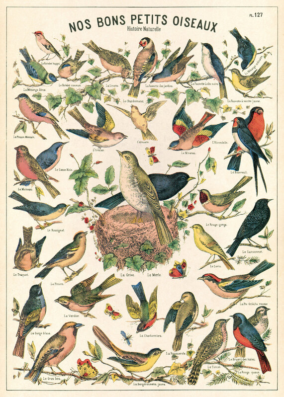 CAVALLINI & Co. Poster - Affiche Cavallini Oiseaux 50x70cm