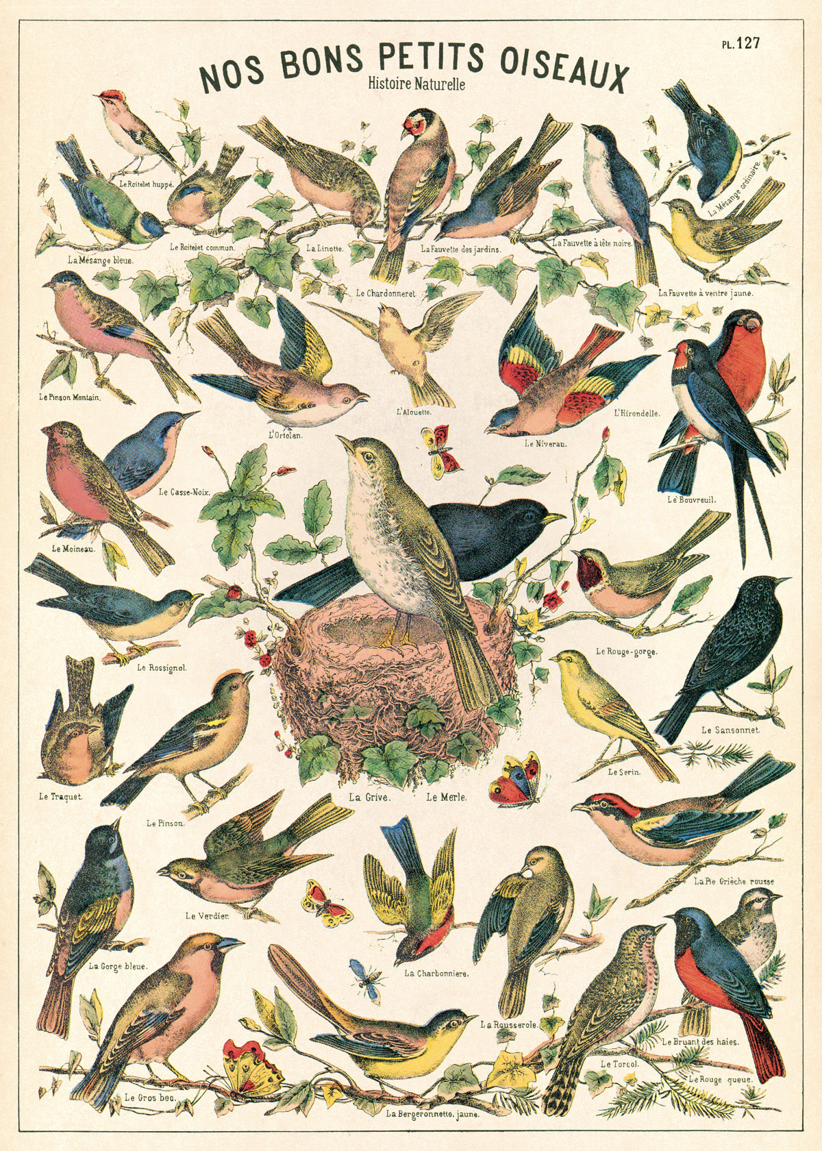 CAVALLINI & Co. Affiche Oiseaux 50x70cm
