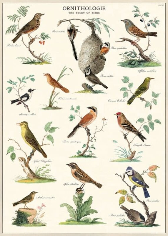 CAVALLINI & Co. Poster - Affiche Cavallini Ornithologie 50x70cm